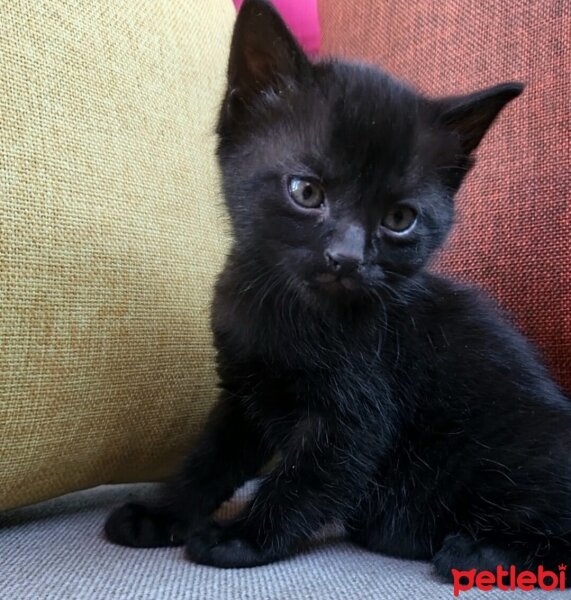 Bombay, Kedi  MAYA ( ilk adı "Knaz") fotoğrafı