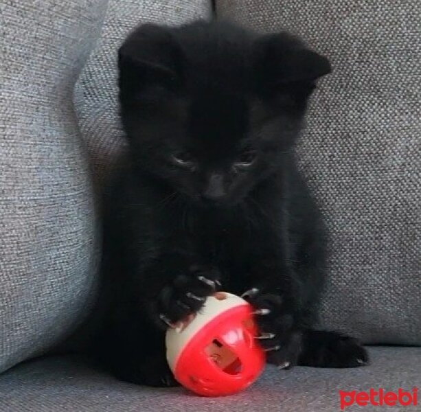 Bombay, Kedi  MAYA ( ilk adı "Knaz") fotoğrafı