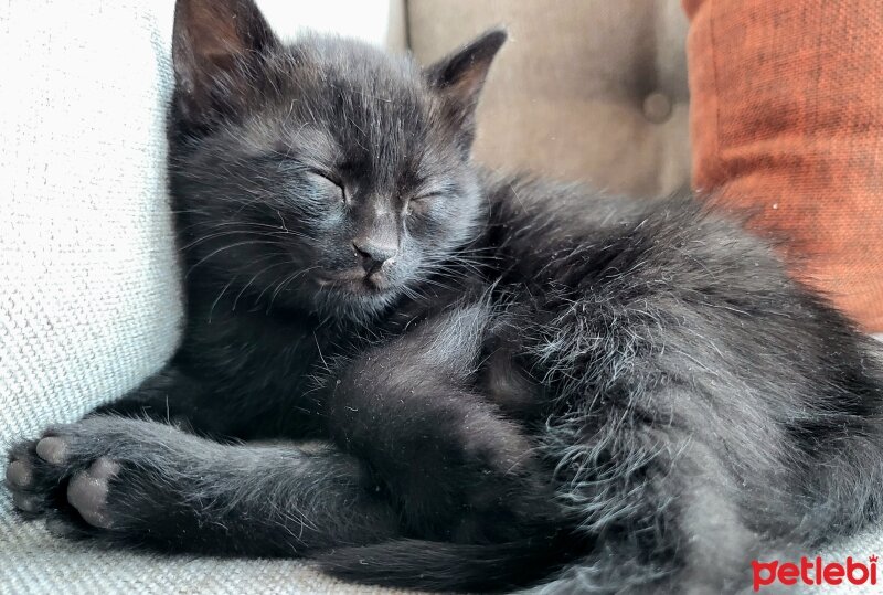 Bombay, Kedi  MAYA ( ilk adı "Knaz") fotoğrafı