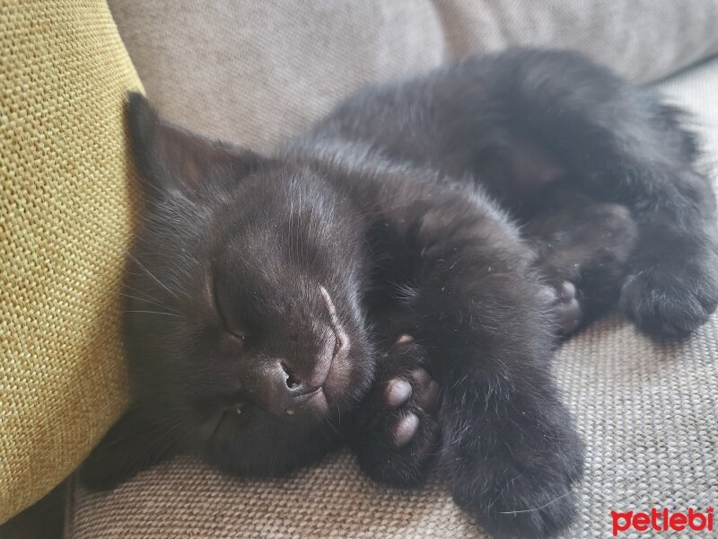 Bombay, Kedi  MAYA ( ilk adı "Knaz") fotoğrafı