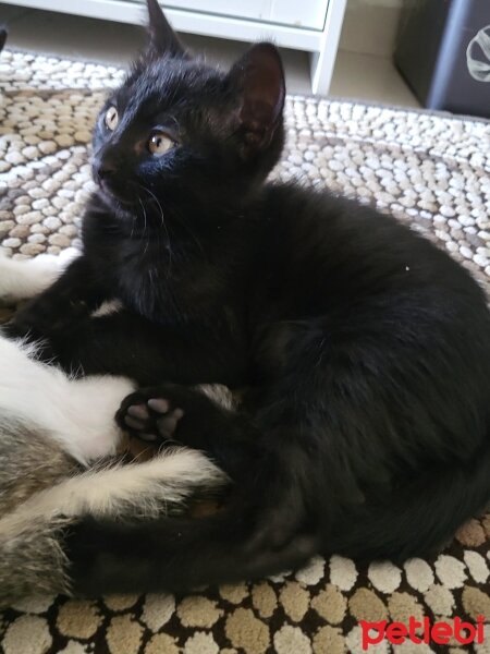 Bombay, Kedi  MAYA ( ilk adı "Knaz") fotoğrafı