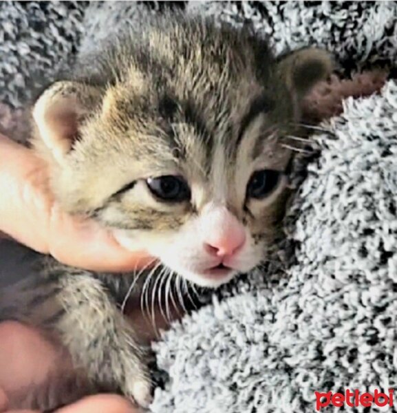 Tekir Kedi, Kedi  Caramel fotoğrafı