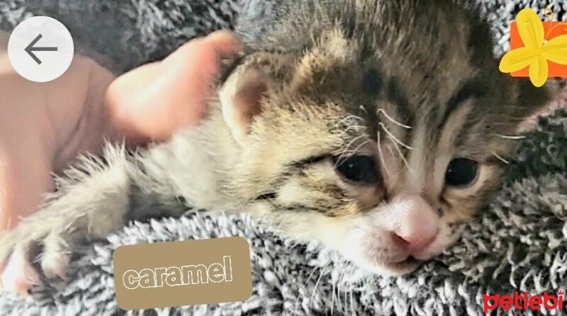 Tekir Kedi, Kedi  Caramel fotoğrafı