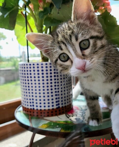 Tekir Kedi, Kedi  Caramel fotoğrafı