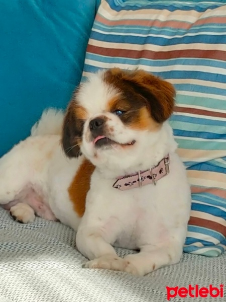 Pekingese, Köpek  Oscar fotoğrafı