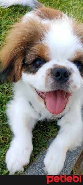 Pekingese, Köpek  Oscar fotoğrafı