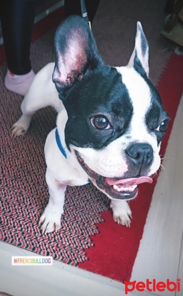 Fransız Bulldog, Köpek  Butik fotoğrafı