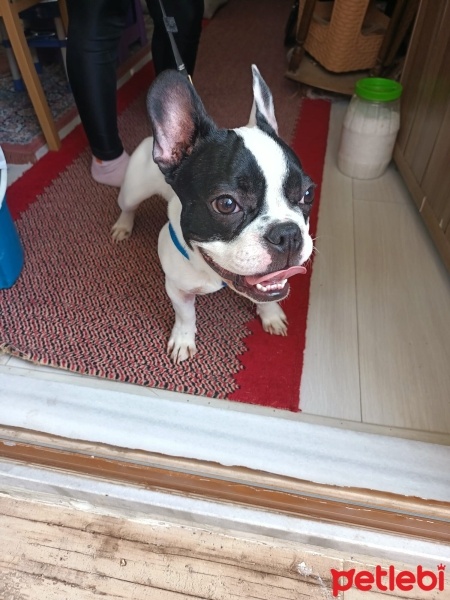 Fransız Bulldog, Köpek  Butik fotoğrafı