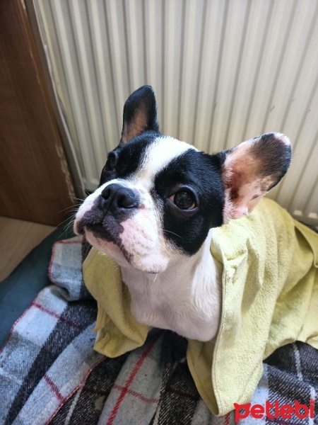Fransız Bulldog, Köpek  Butik fotoğrafı