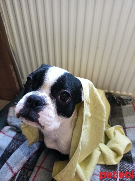 Fransız Bulldog, Köpek  Butik fotoğrafı