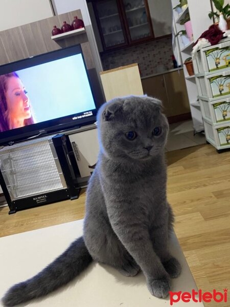 Scottish Fold, Kedi  Pamuk fotoğrafı