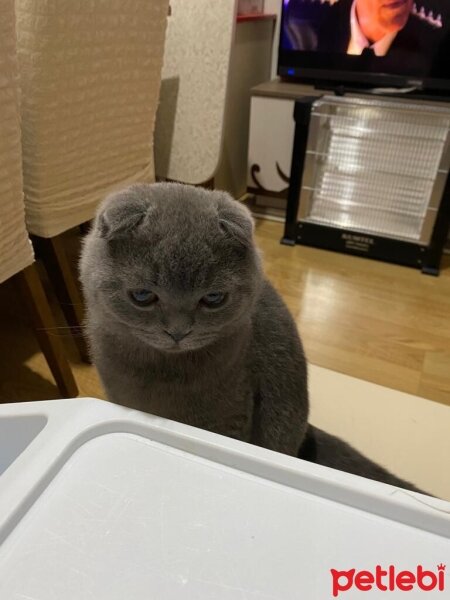 Scottish Fold, Kedi  Pamuk fotoğrafı