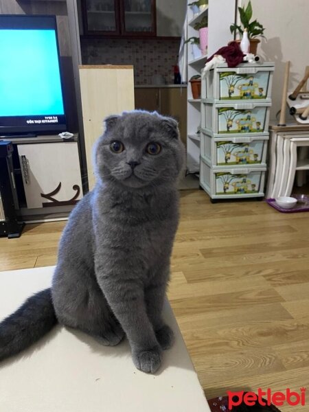 Scottish Fold, Kedi  Pamuk fotoğrafı