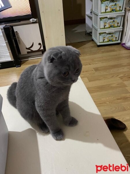 Scottish Fold, Kedi  Pamuk fotoğrafı