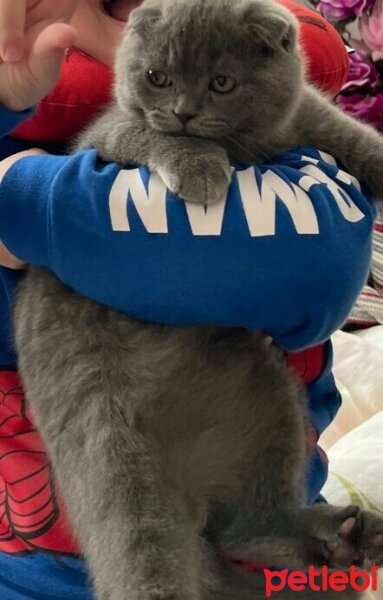 Scottish Fold, Kedi  Pamuk fotoğrafı