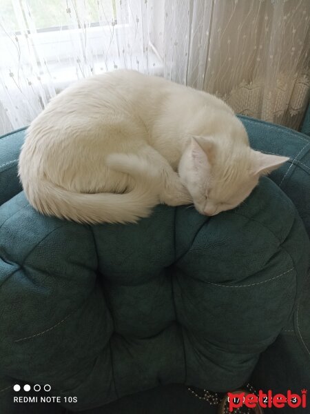 Ankara Kedisi, Kedi  Pamuk fotoğrafı