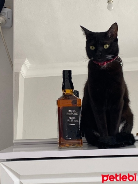 Bombay, Kedi  Gece fotoğrafı