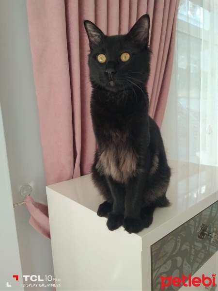 Bombay, Kedi  Gece fotoğrafı