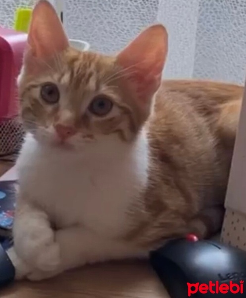 Tekir Kedi, Kedi  Mümtaz erkek tekir kedi ümraniye fotoğrafı