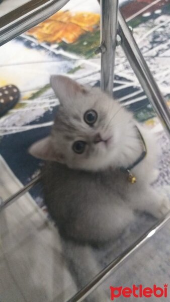 Scottish Fold, Kedi  Leya fotoğrafı