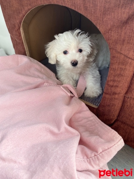 Maltese, Köpek  Köpük fotoğrafı