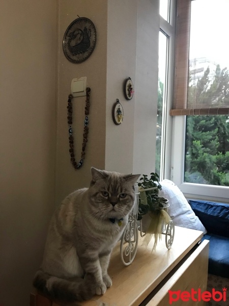 British Shorthair, Kedi  Minnoş fotoğrafı