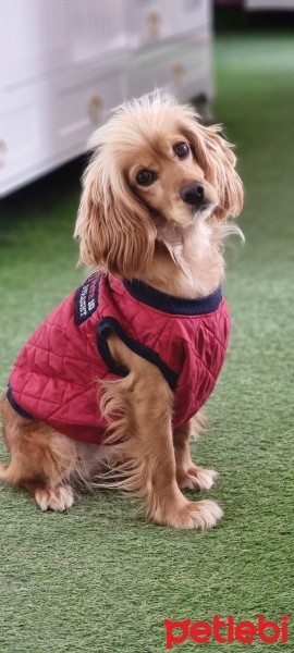Amerikan Cocker Spaniel, Köpek  Chef fotoğrafı