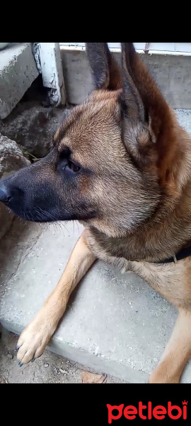 Belçika Malinois, Köpek  Oscar fotoğrafı