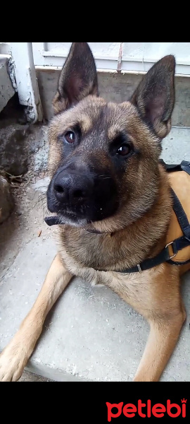 Belçika Malinois, Köpek  Oscar fotoğrafı