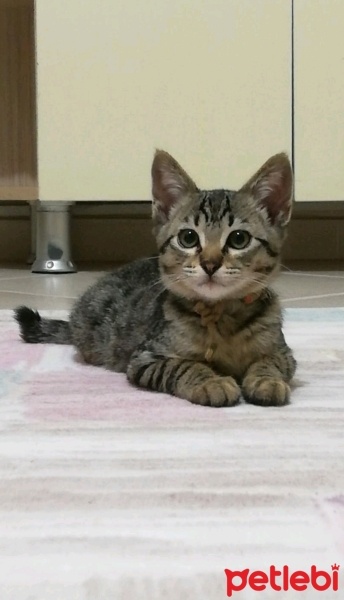 Tekir Kedi, Kedi  Melez fotoğrafı