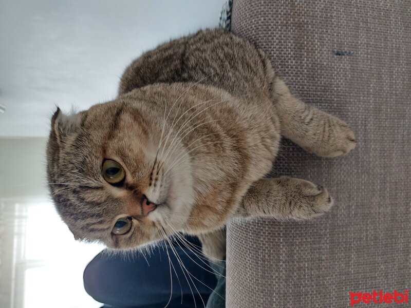 Scottish Fold, Kedi  Luna fotoğrafı