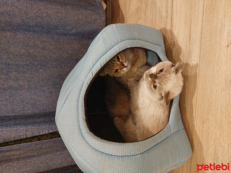 Scottish Fold, Kedi  Luna fotoğrafı