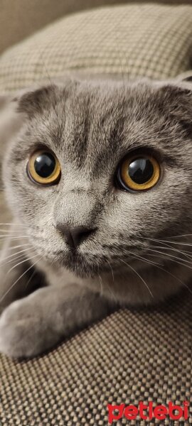 Scottish Fold, Kedi  Mavi fotoğrafı