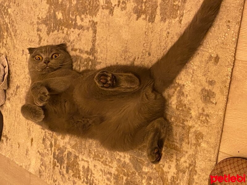 Scottish Fold, Kedi  Mavi fotoğrafı