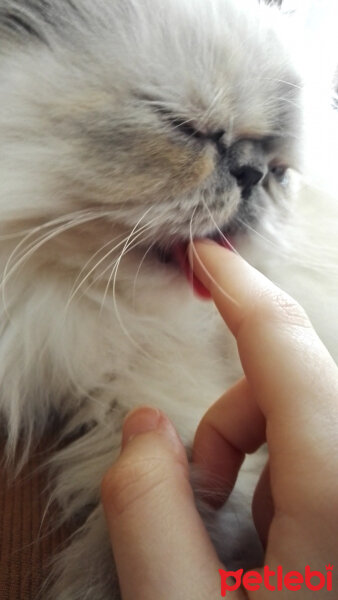 İran Kedisi (Persian), Kedi  Pamuk fotoğrafı