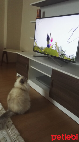 İran Kedisi (Persian), Kedi  Pamuk fotoğrafı