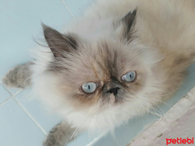 İran Kedisi (Persian), Kedi  Pamuk fotoğrafı