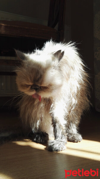 İran Kedisi (Persian), Kedi  Pamuk fotoğrafı