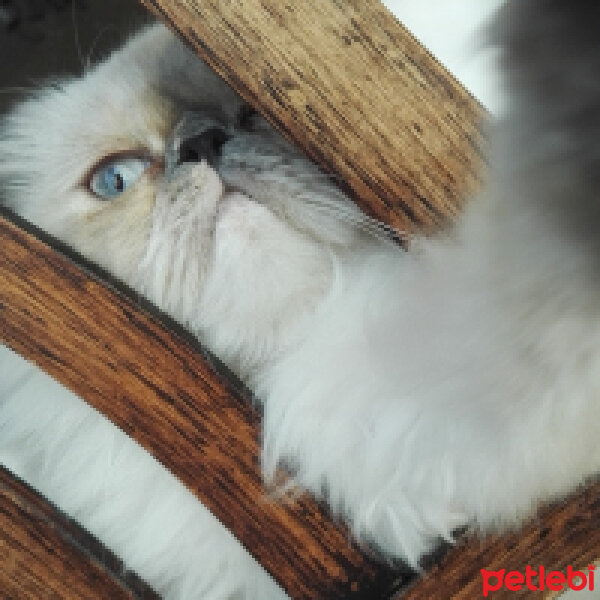 İran Kedisi (Persian), Kedi  Pamuk fotoğrafı