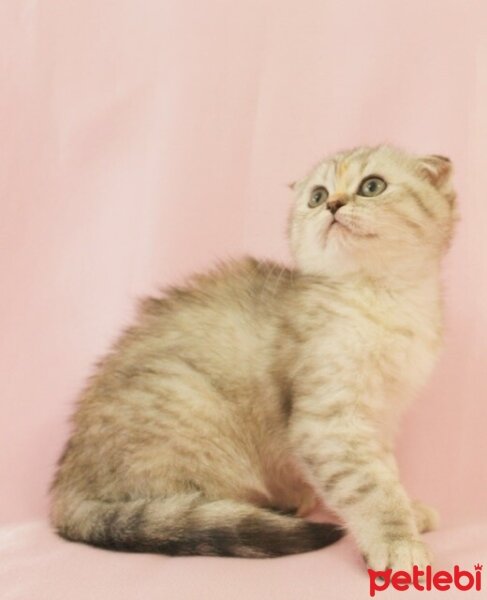 British Shorthair, Kedi  Miya fotoğrafı