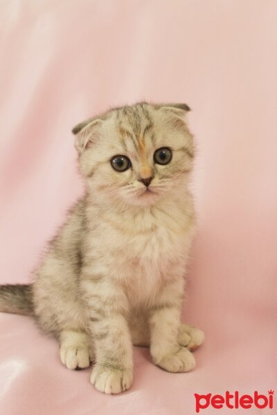 British Shorthair, Kedi  Miya fotoğrafı