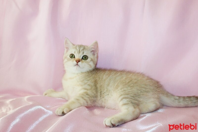 British Shorthair, Kedi  Miya fotoğrafı