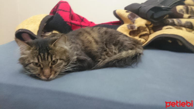 Tekir Kedi, Kedi  Zeynep fotoğrafı