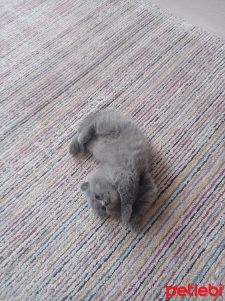 Scottish Fold, Kedi  Scottisch Fold ve British Shorthair E&D Yavrular fotoğrafı