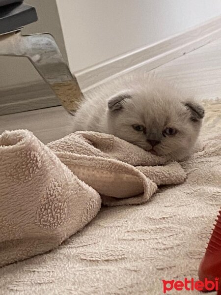 Scottish Fold, Kedi  Narkoz fotoğrafı