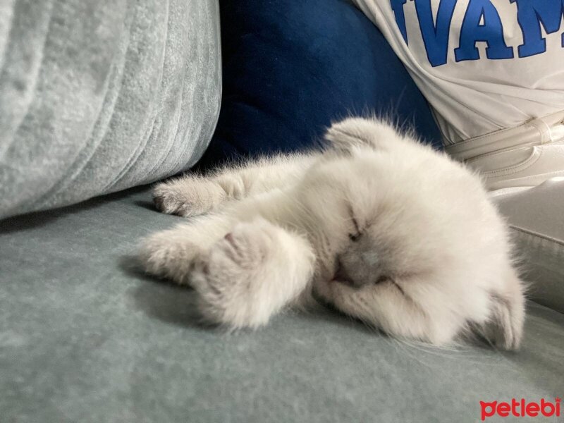 Scottish Fold, Kedi  Narkoz fotoğrafı