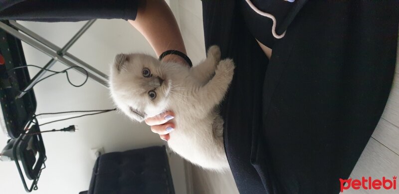 Scottish Fold, Kedi  Narkoz fotoğrafı