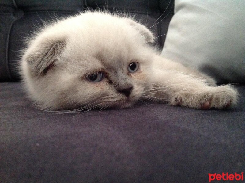 Scottish Fold, Kedi  Narkoz fotoğrafı