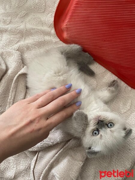 Scottish Fold, Kedi  Narkoz fotoğrafı