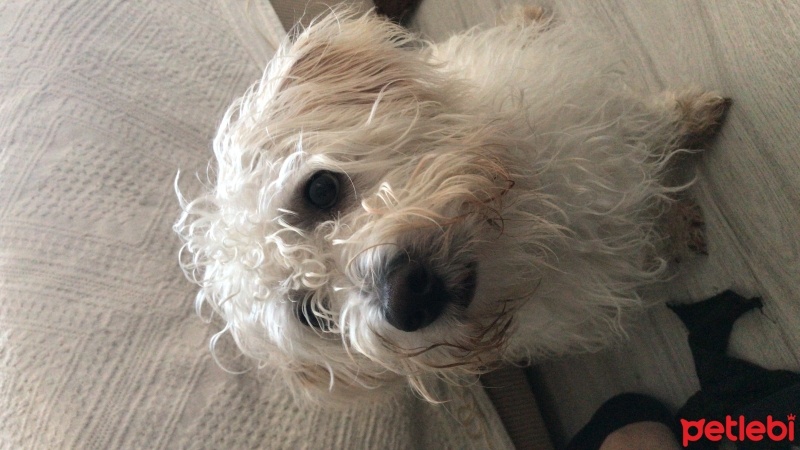 Maltese, Köpek  LEO fotoğrafı